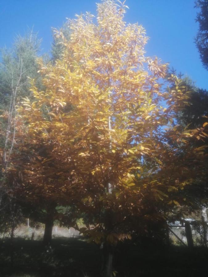 Cabana May Pao, Para 3 En Melipeuco Cerca Del Parque Nacional Conguillio Kültér fotó