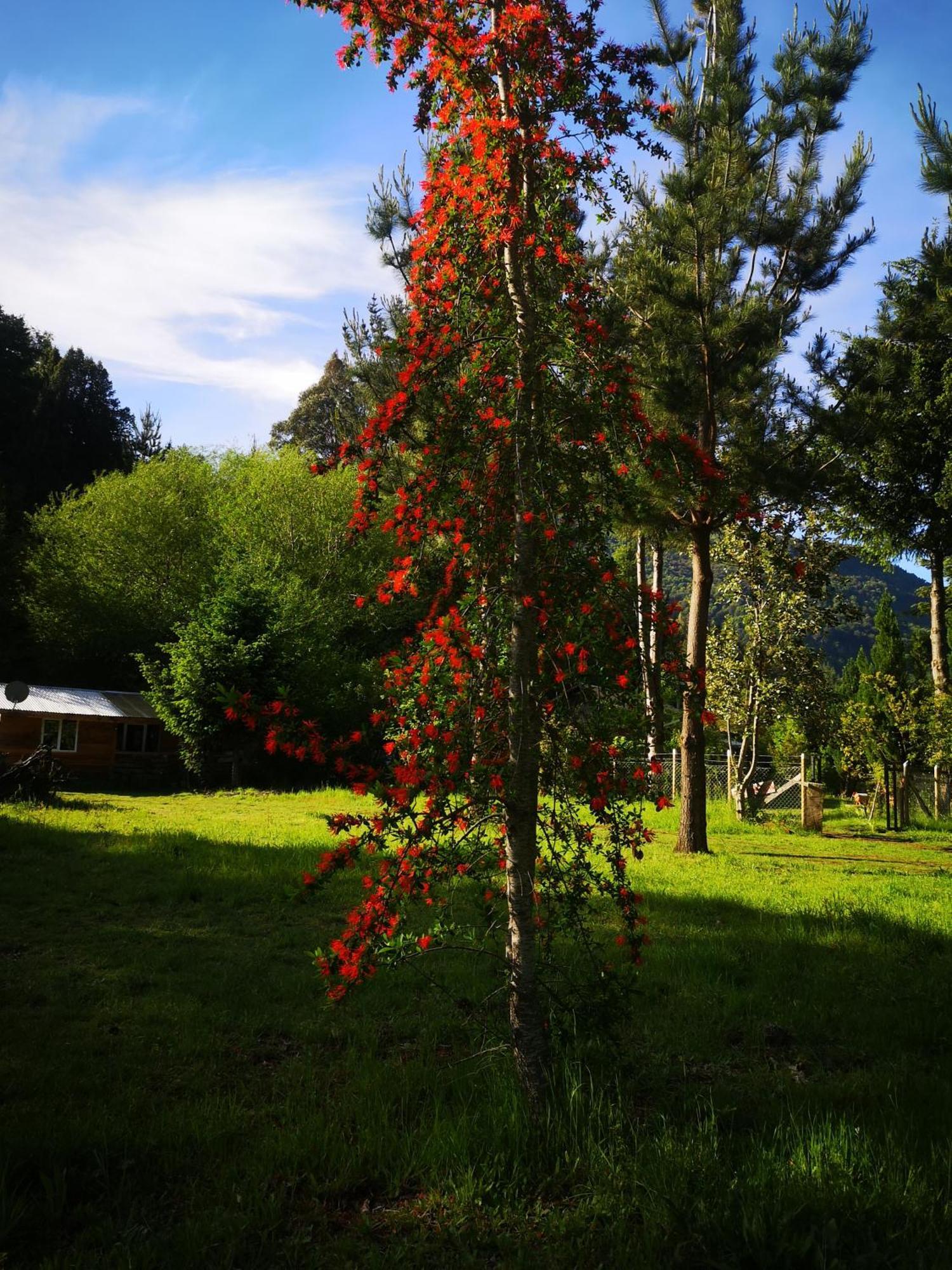 Cabana May Pao, Para 3 En Melipeuco Cerca Del Parque Nacional Conguillio Kültér fotó